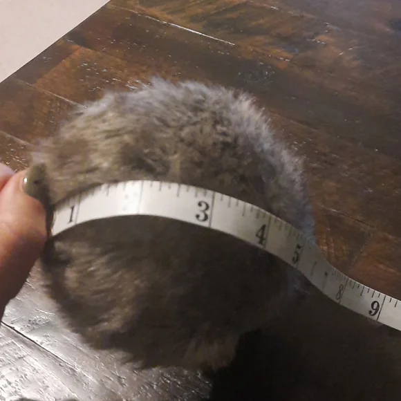 Ear muffs - Picture 4 of 4